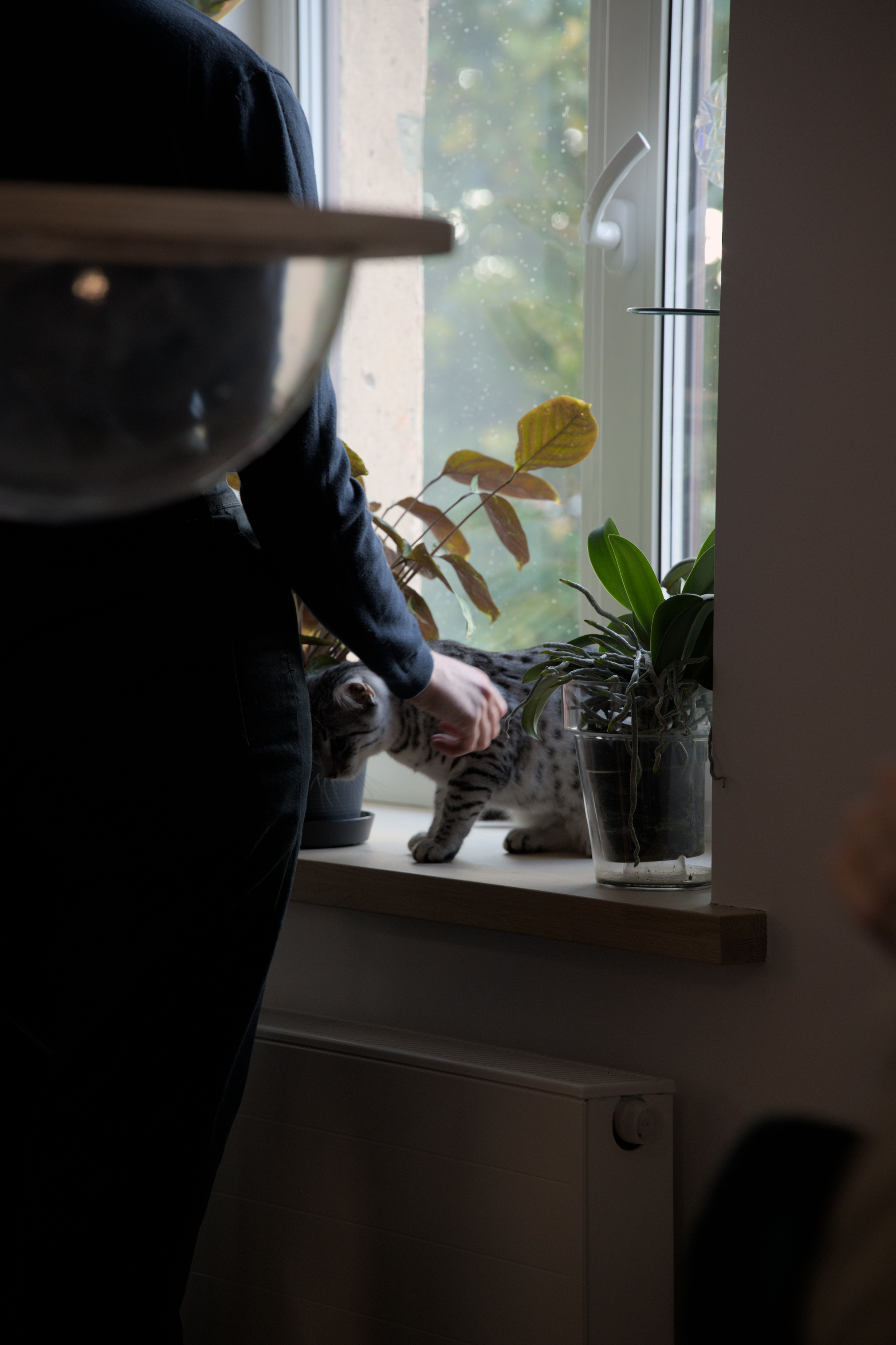 2025/10/12 - cats/DSC_0064.jpg